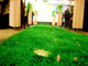 Hierba artificial interior residencial de la resistencia abrasiva, hierba falsa decorativa proveedor