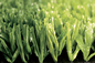 Césped artificial del fútbol del verde del alto grado de AVG, alfombra sintética de la hierba del fútbol proveedor