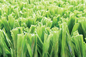 12000 Dtex drenaron bien césped aeronáutico de la falsificación de la hierba/la alfombra sintética de la hierba proveedor