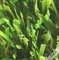 hierba artificial al aire libre la alta aspereza 13400Dtex, garantía de 5 - 6 años proveedor