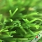 3 / 8&quot; indicador hierba artificial del jardín plano material del PE + de los PP para la exposición proveedor