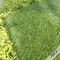 Campo Olive Green Soccer Field Lawn de la mezcla con el tronco tres y antideslumbrador proveedor
