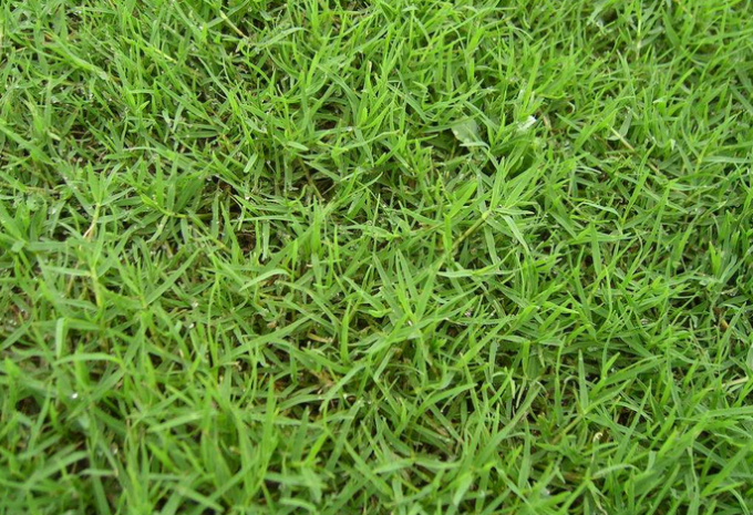 últimas noticias de la compañía sobre Comparación entre la hierba sintética del fútbol y la hierba real  1