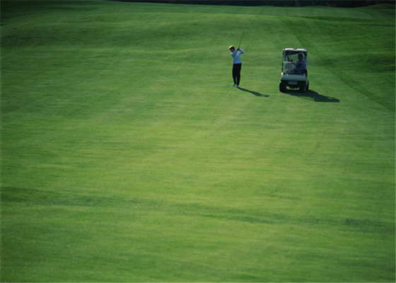 CHINA Puttinges greenes al aire libre del golf del alto de abrasión de la resistencia del golf de la hierba hogar artificial de la alfombra proveedor