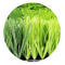 Hierba sintética de la hierba de Gazon Artificial De Fotbal En-Gros de la hierba artificial del fútbol proveedor