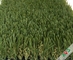 Alfombra al aire libre de la hierba artificial del parque de la circulación densa/hierba sintética del césped proveedor