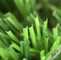 Nueva hierba artificial superficial densa con la sensación de la mano suave y el color atractivo proveedor